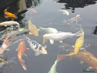 Koi Carp fish Koi carp - Advert 3