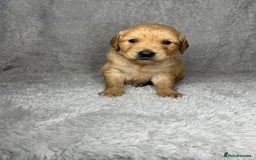 Golden Retriever dogs for sale: Beautiful chunky golden retriever’s  - Image 1