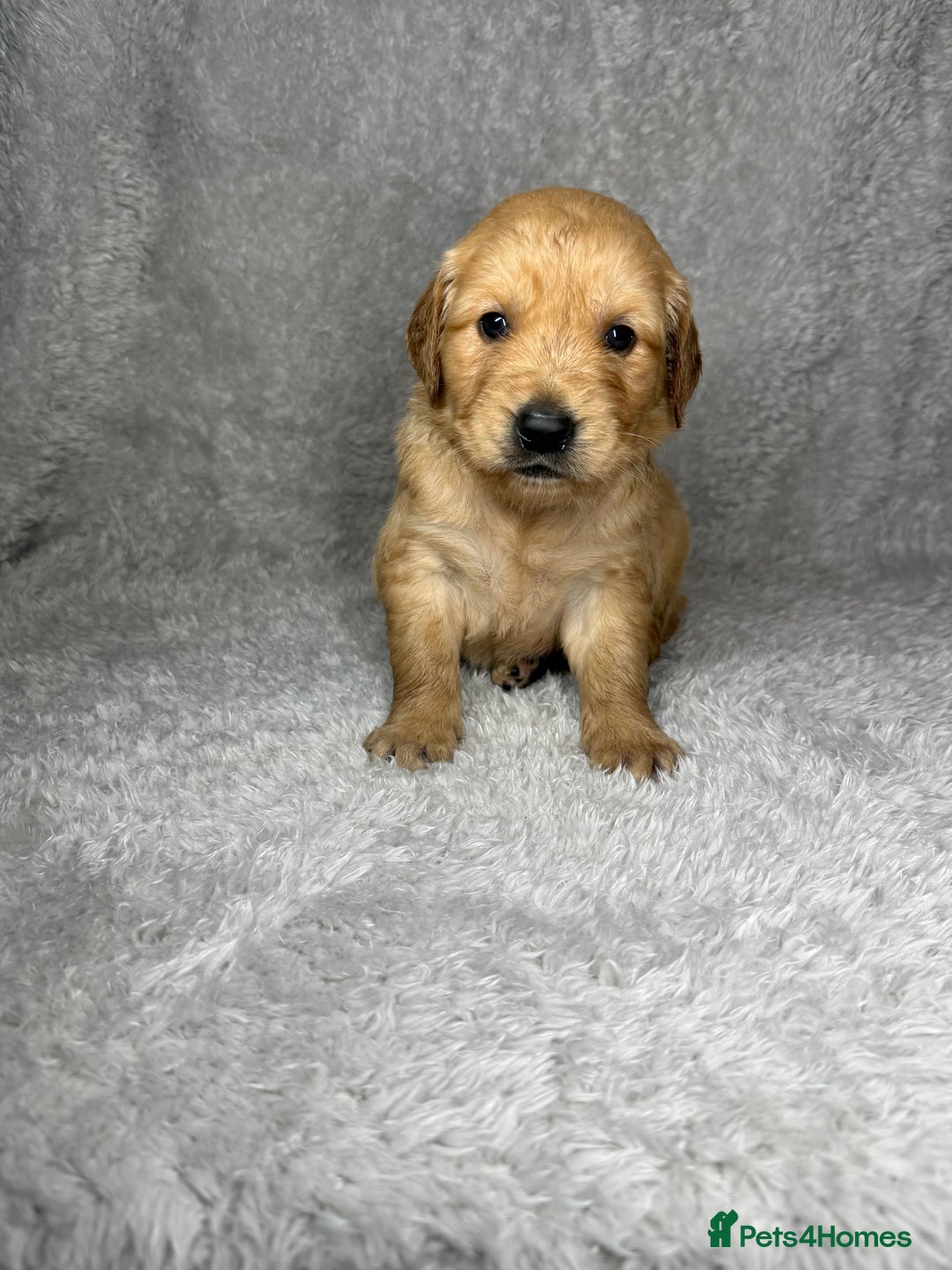 Golden Retriever dogs for sale: Beautiful chunky golden retriever’s  - Image 1