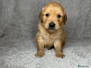 Golden Retriever dogs for sale - Advert 1