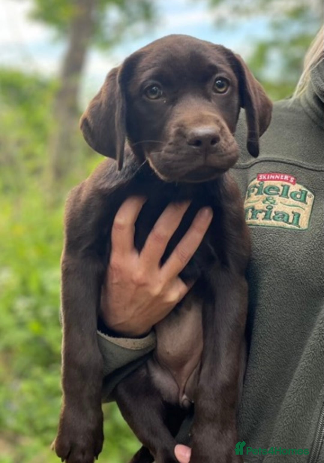 Labrador Retriever dogs for sale: 5 ⭐️  **  CHOCOLATE KC REG VET CHECKED, 1ST VAC - Advert 16
