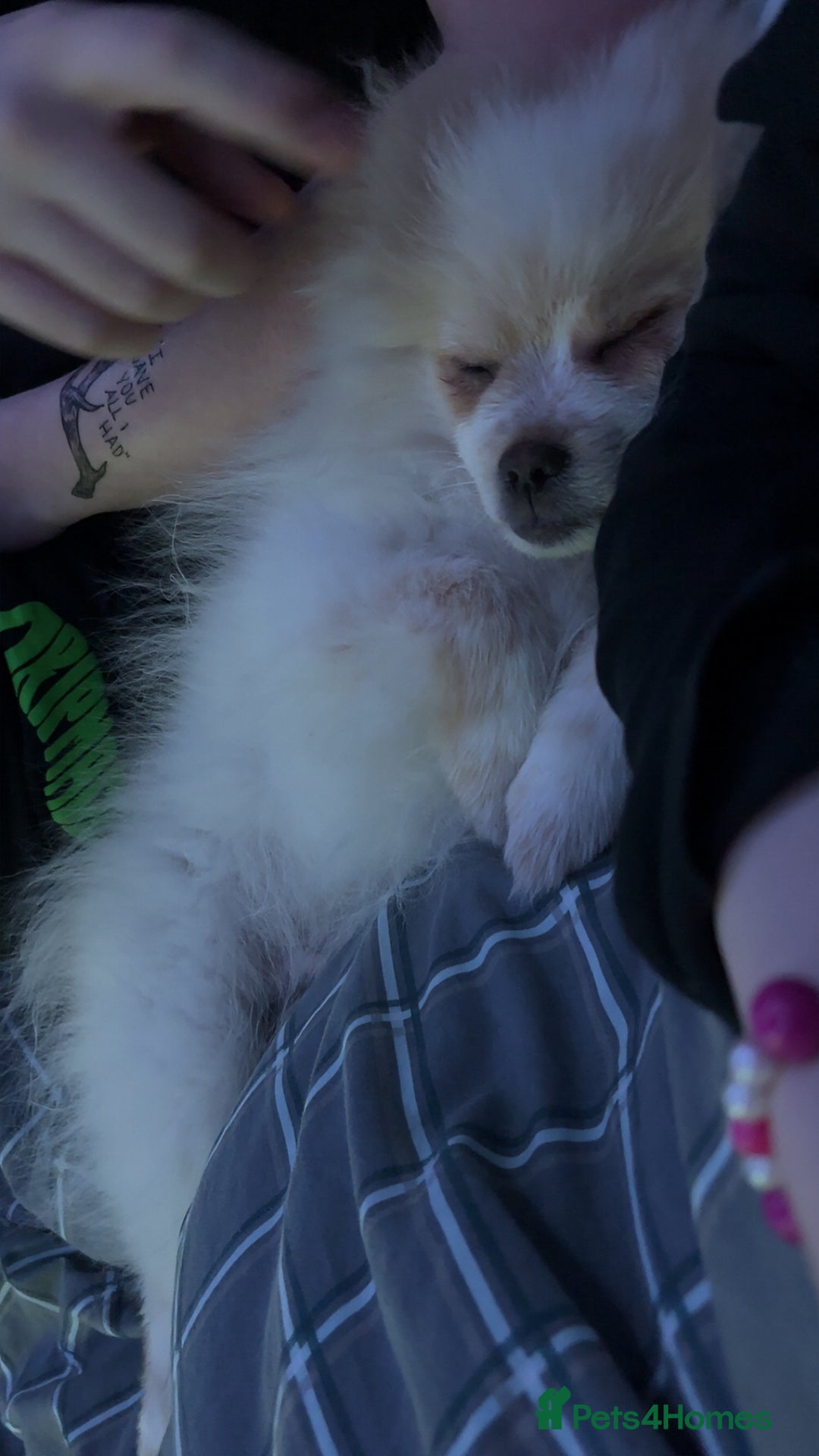 Pomeranian dogs for sale: Beautiful Pomeranian puppy for sale - Advert 7