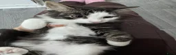 Mixed Breed cats for sale: Male and Female Kittens - Advert 20