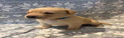 Labrador Retriever dogs for sale: Labrador Pups for Sale in Blairgowrie - Advert 12
