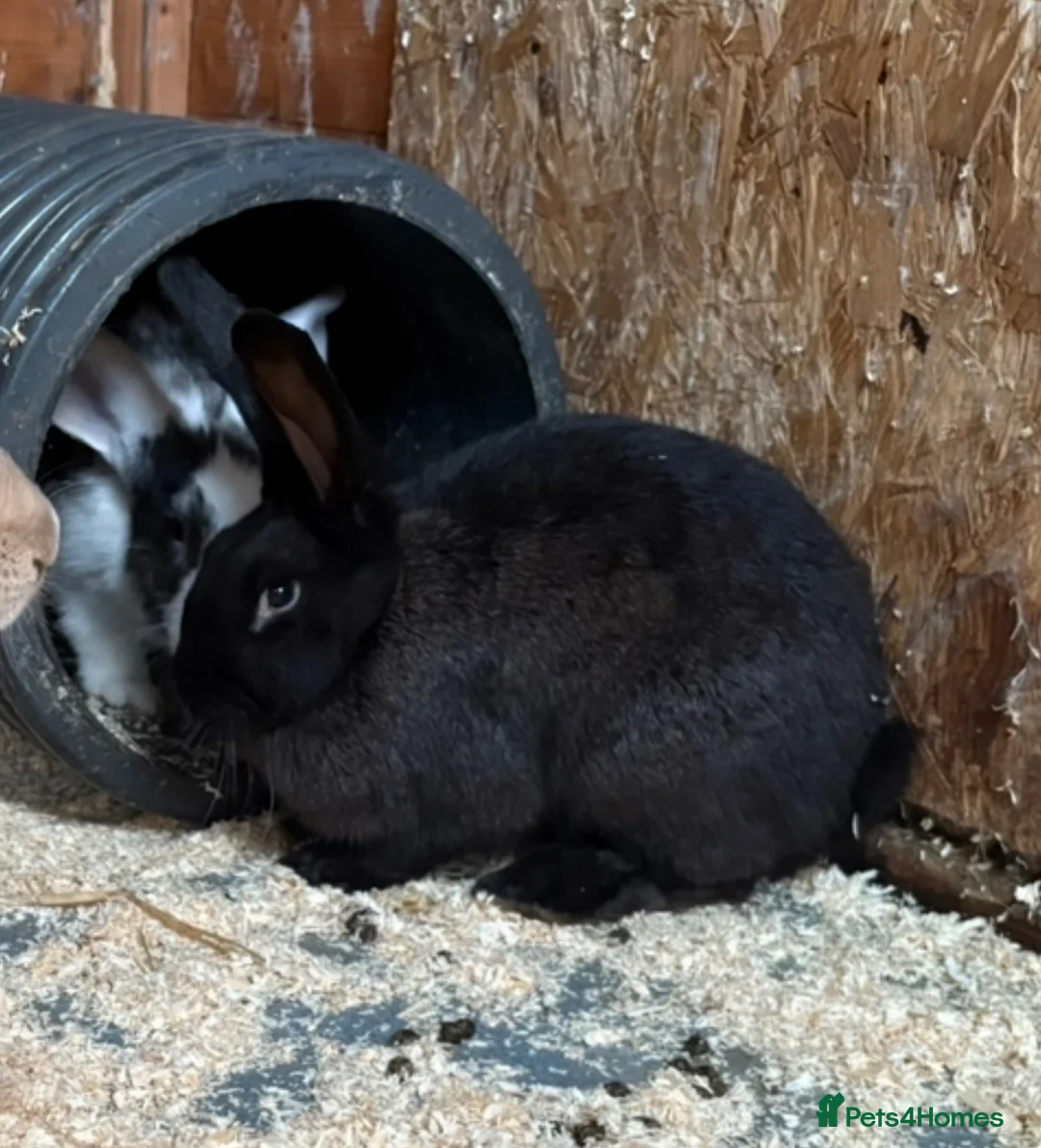 Continental Giant rabbits for sale: 2 sister continental giants.  - Advert 7