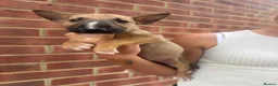 English Bull Terrier dogs for sale: ENGLISH BULL TERRIER PUPPYS - Advert 11