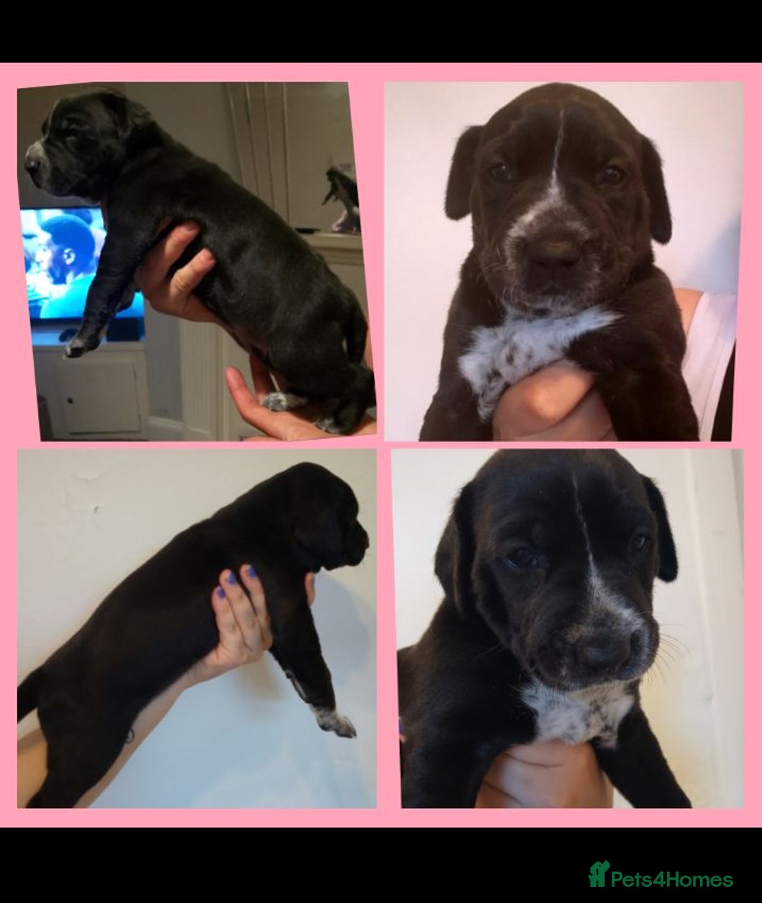 Mixed Breed dogs for sale: American Bulldog x Doberman Puppies - Image 4