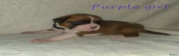 Boxer dogs for sale: Beautiful chunky boxer puppies in Bury Saint Edmunds - Advert 10