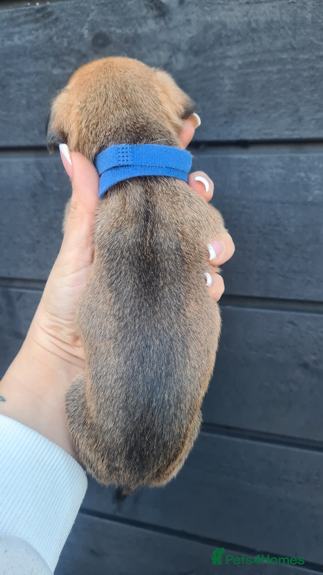 Mixed Breed dogs for sale: Patterjack x daxies pups available  - Advert 6