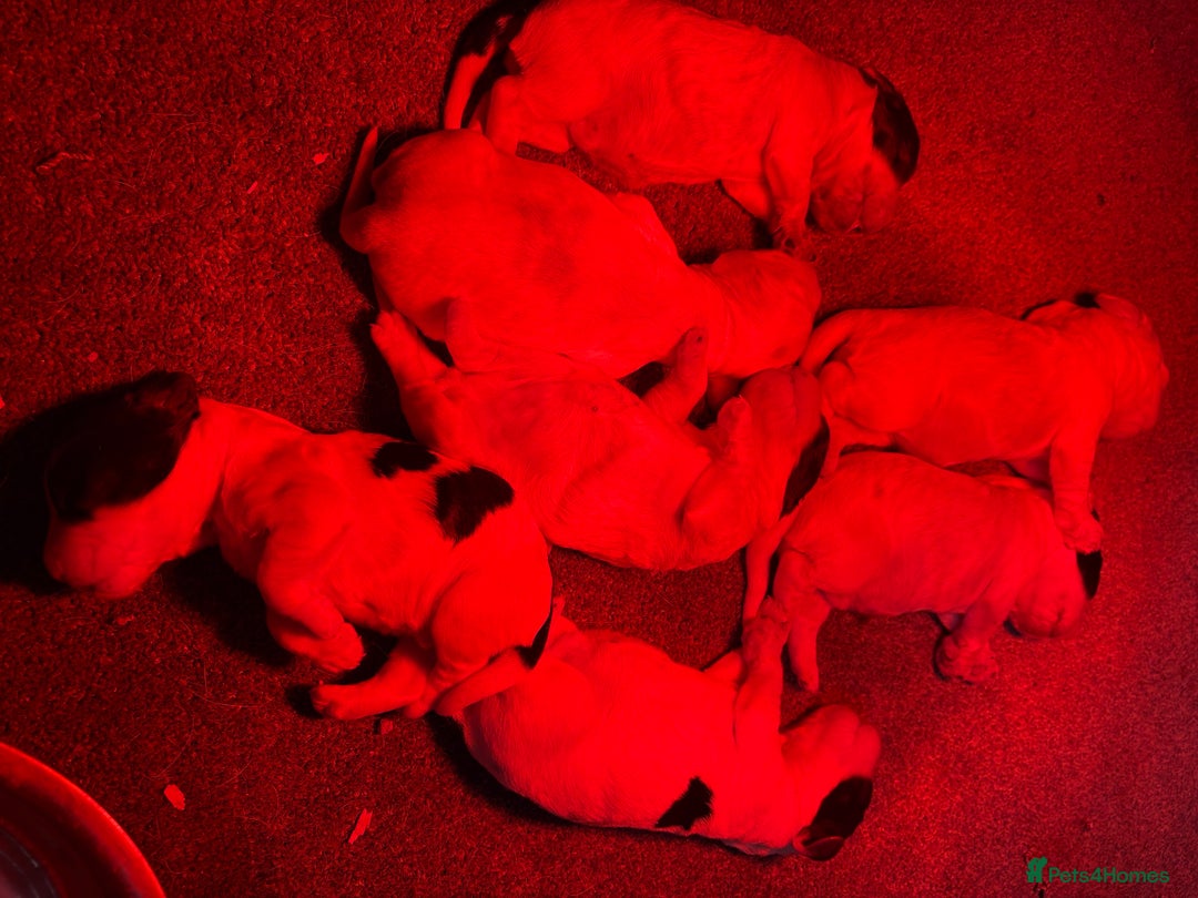 Cocker Spaniel dogs for sale: Adorable cocker spaniel puppies  - Advert 6