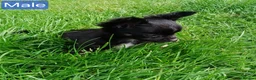 Chihuahua dogs for sale: Quality Longhair Chihuahua Puppies - Advert 26