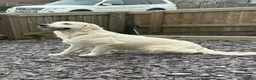Golden Retriever dogs for sale: Stunning Cream Golden Retriever Puppies  - Advert 8