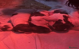 English Springer Spaniel dogs for sale: KC registered English Springer Spaniel puppies - Image 4