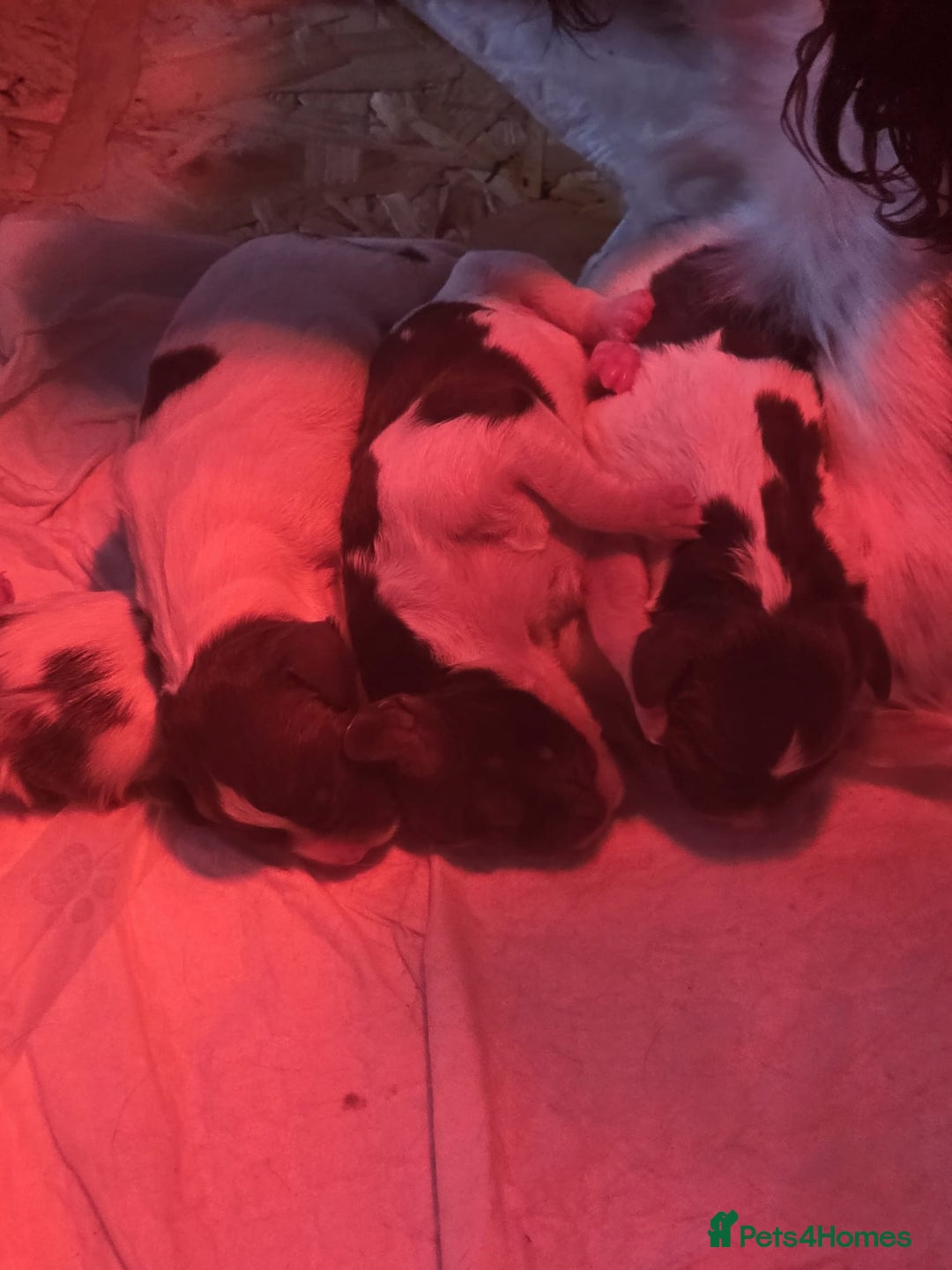 English Springer Spaniel dogs for sale: KC registered English Springer Spaniel puppies - Image 4