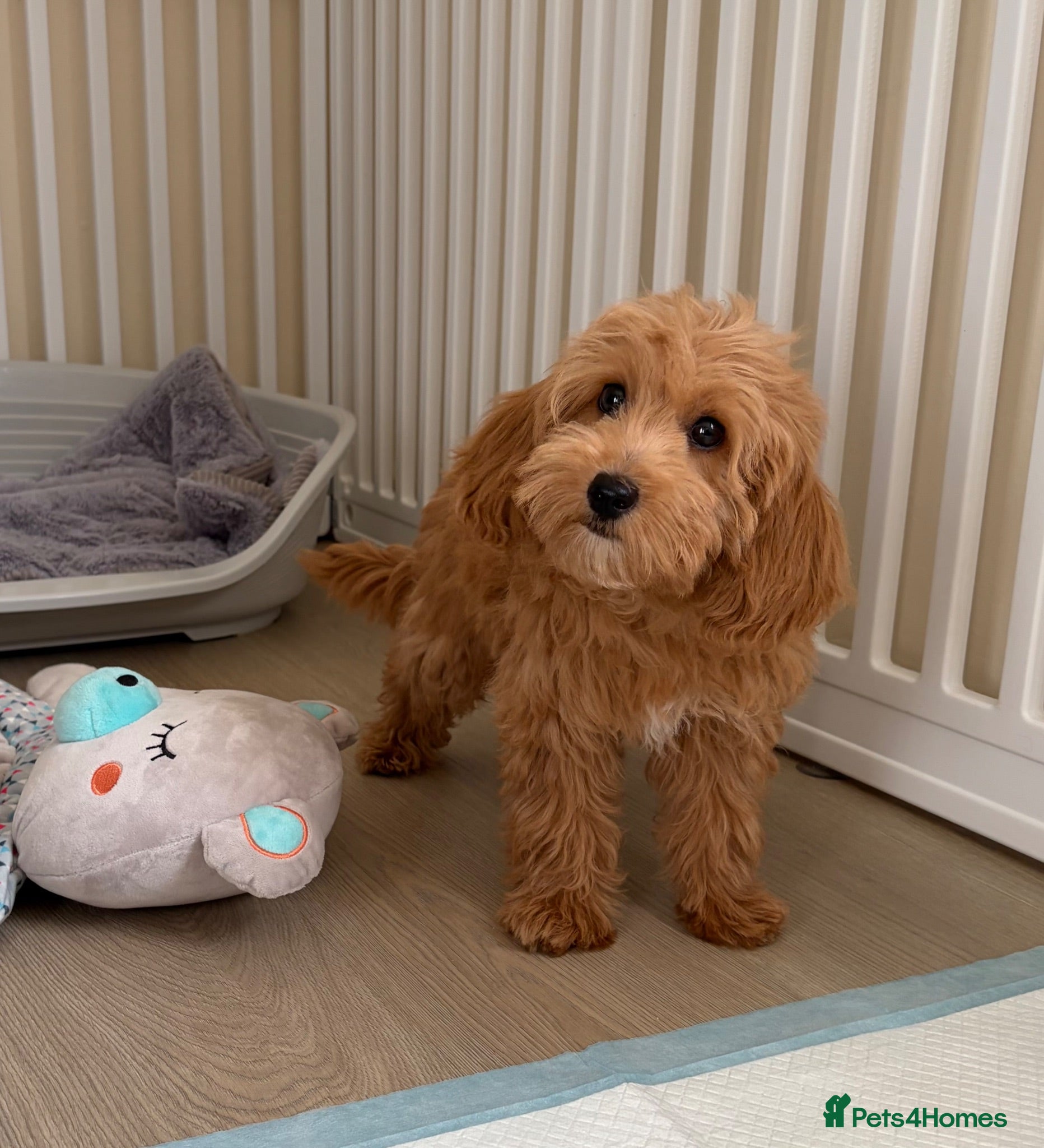 Cockapoo dogs Health tested cockapoo puppies  - Advert 2