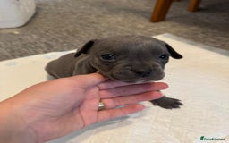 Mixed Breed dogs for sale: French bulldog x American staff - Image 26