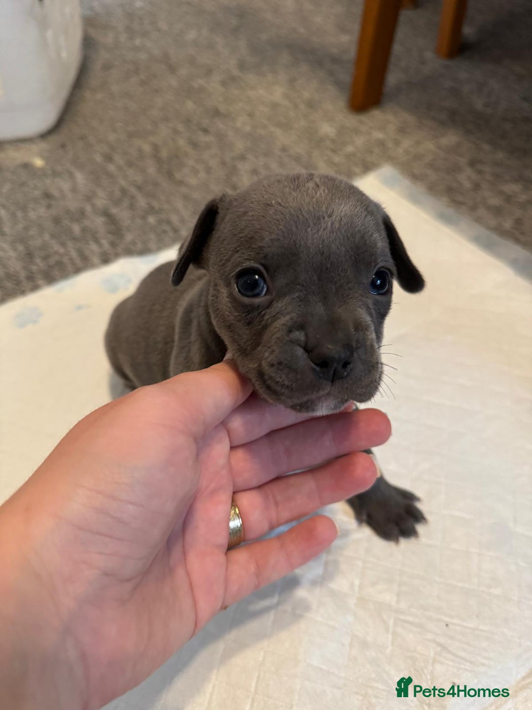 Mixed Breed dogs for sale: French bulldog x American staff - Image 26