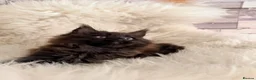 Maine Coon cats for sale: TICA registered pure breed Maine coon kittens - Advert 2