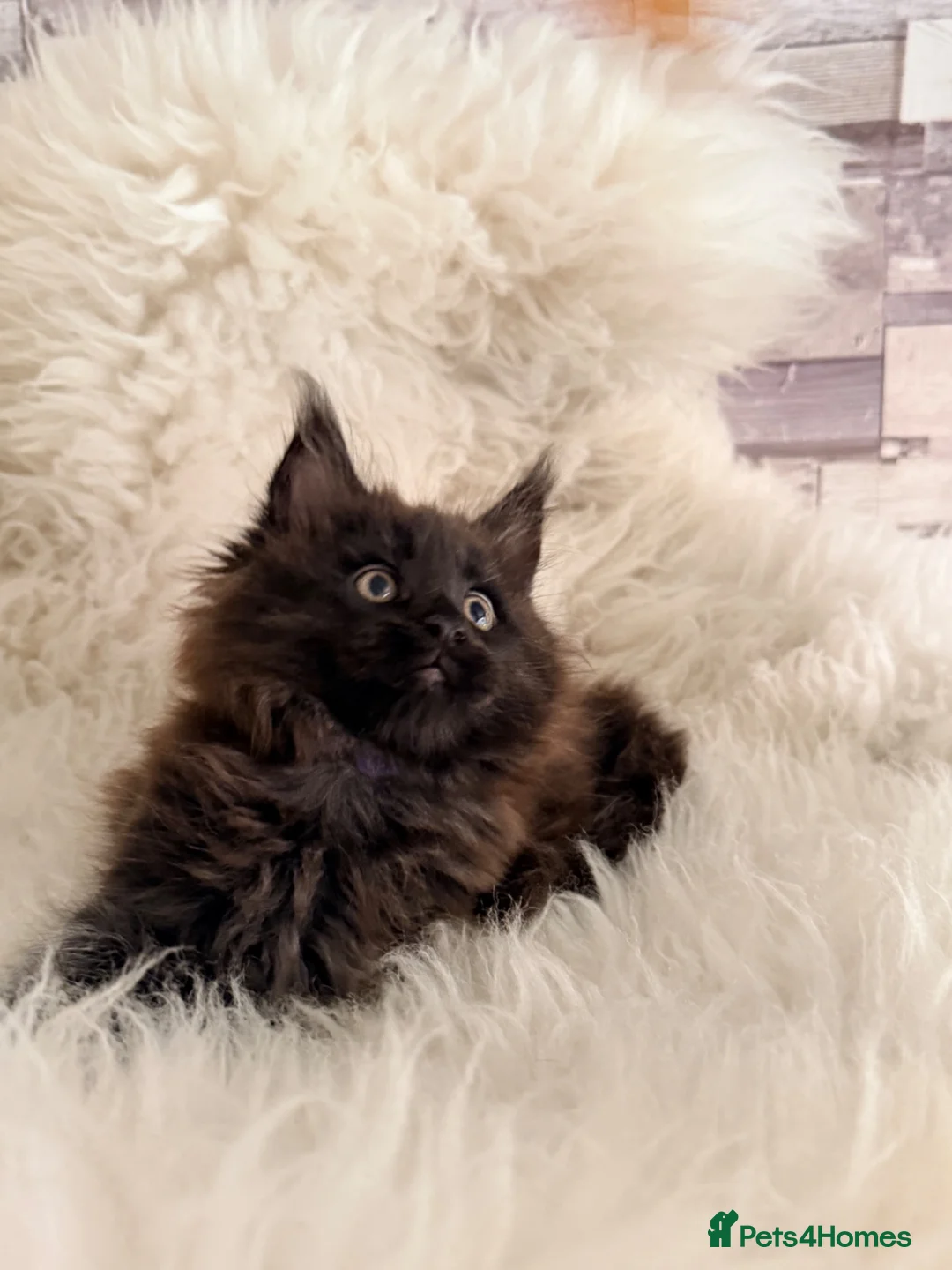 Maine Coon cats for sale: TICA registered pure breed Maine coon kittens - Advert 2