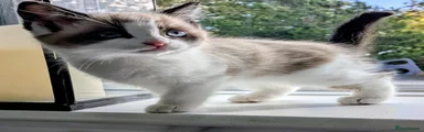 Ragdoll x