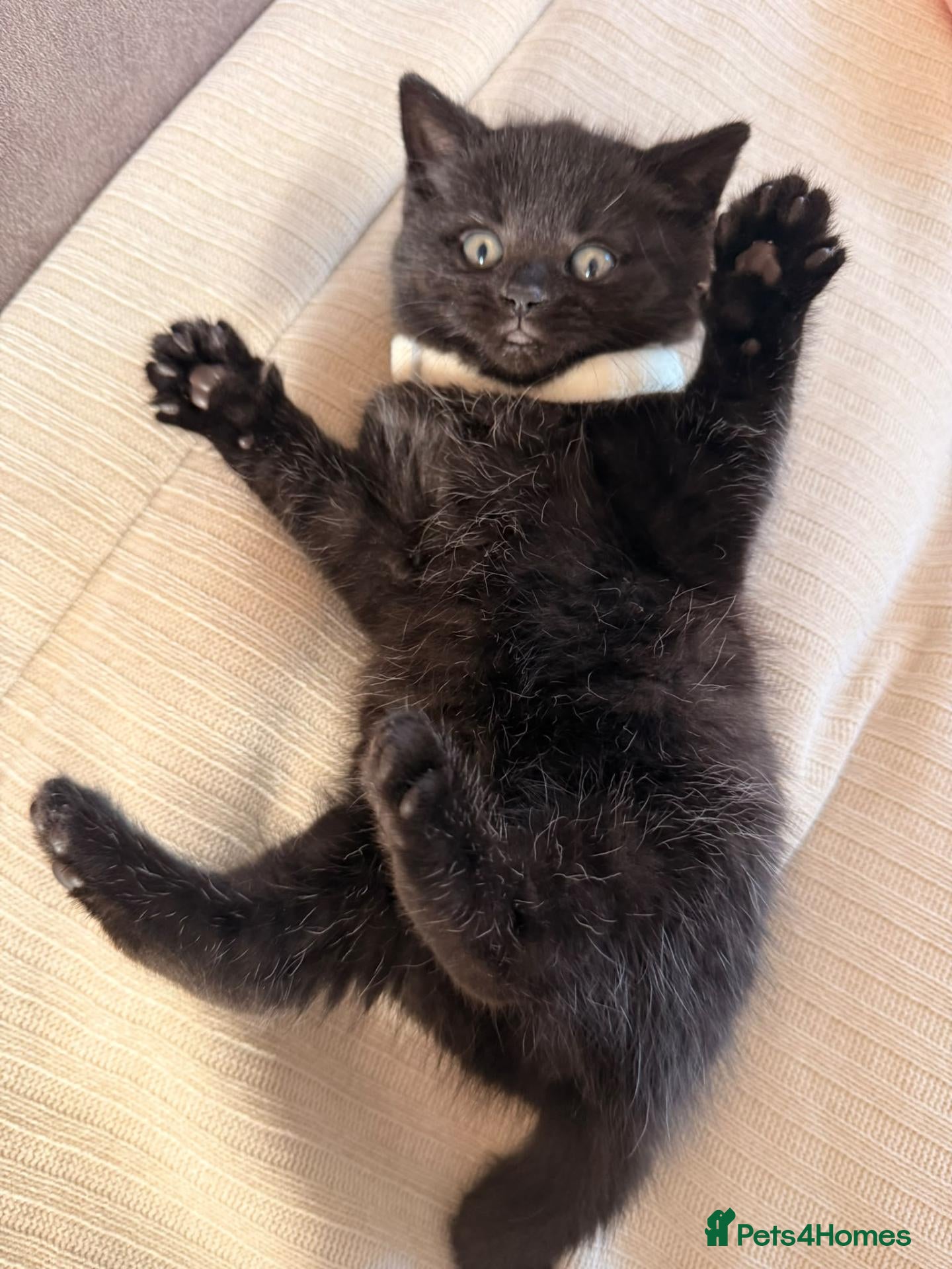 Mixed Breed cats for sale: British Shorthair Cross - Advert 2