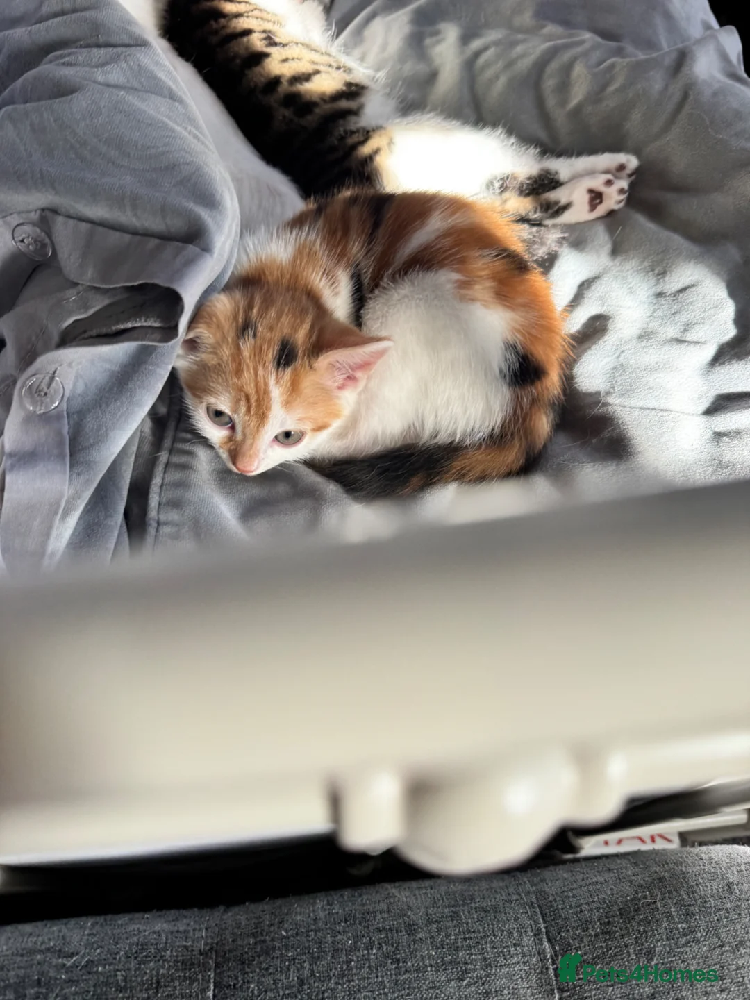 Mixed Breed cats for sale: Three Kittens for sale in Bath - Advert 33