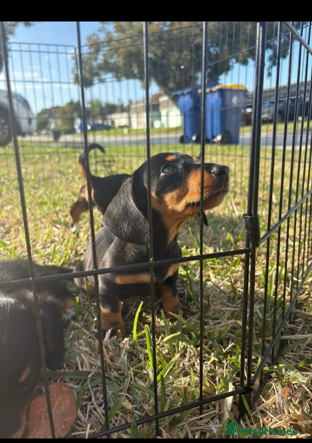 Miniature Dachshund dogs for sale: Stunning Litter of Mniature Dachshund Puppies - Advert 14