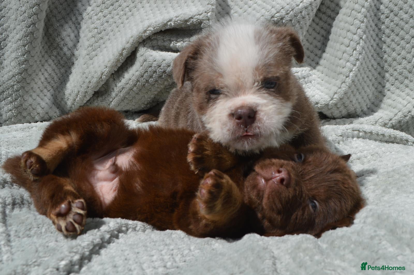Mixed Breed dogs the cutest shih zhu mix babies  - Advert 1