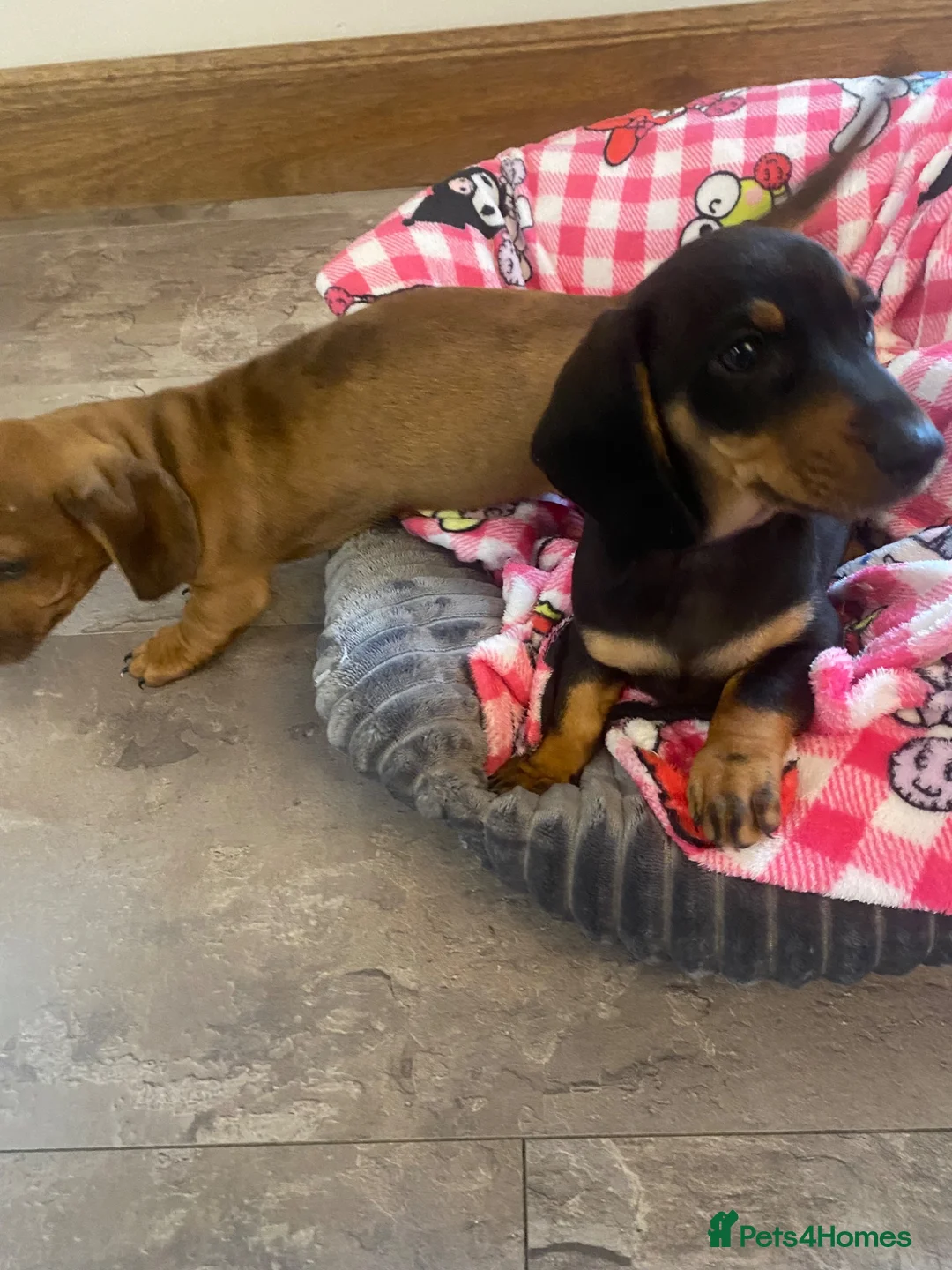 Dachshund dogs for sale: Miniature dashund  - Advert 11