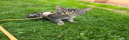 Bengal cats for sale: Gorgeous Pedigree Bengal Kittens Waitlist - Advert 8