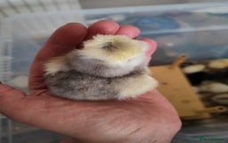 Chickens poultry for sale: USA silkie, jumbo coturnix, celadon quails - Image 34