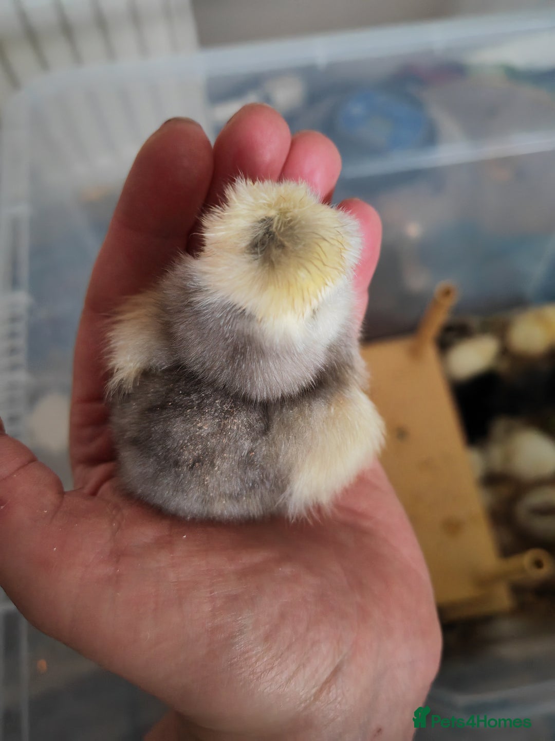 Chickens poultry for sale: USA silkie, jumbo coturnix, celadon quails - Image 34