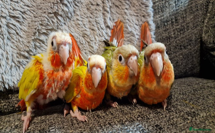 Conures birds - Advert 3