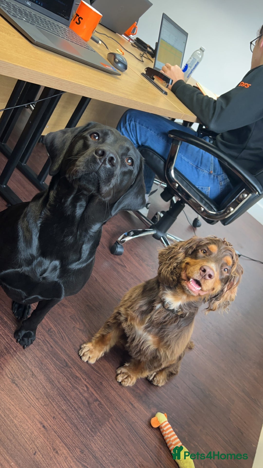 Cocker Spaniel dogs for stud: Working Cocker spaniel at stud - Advert 10