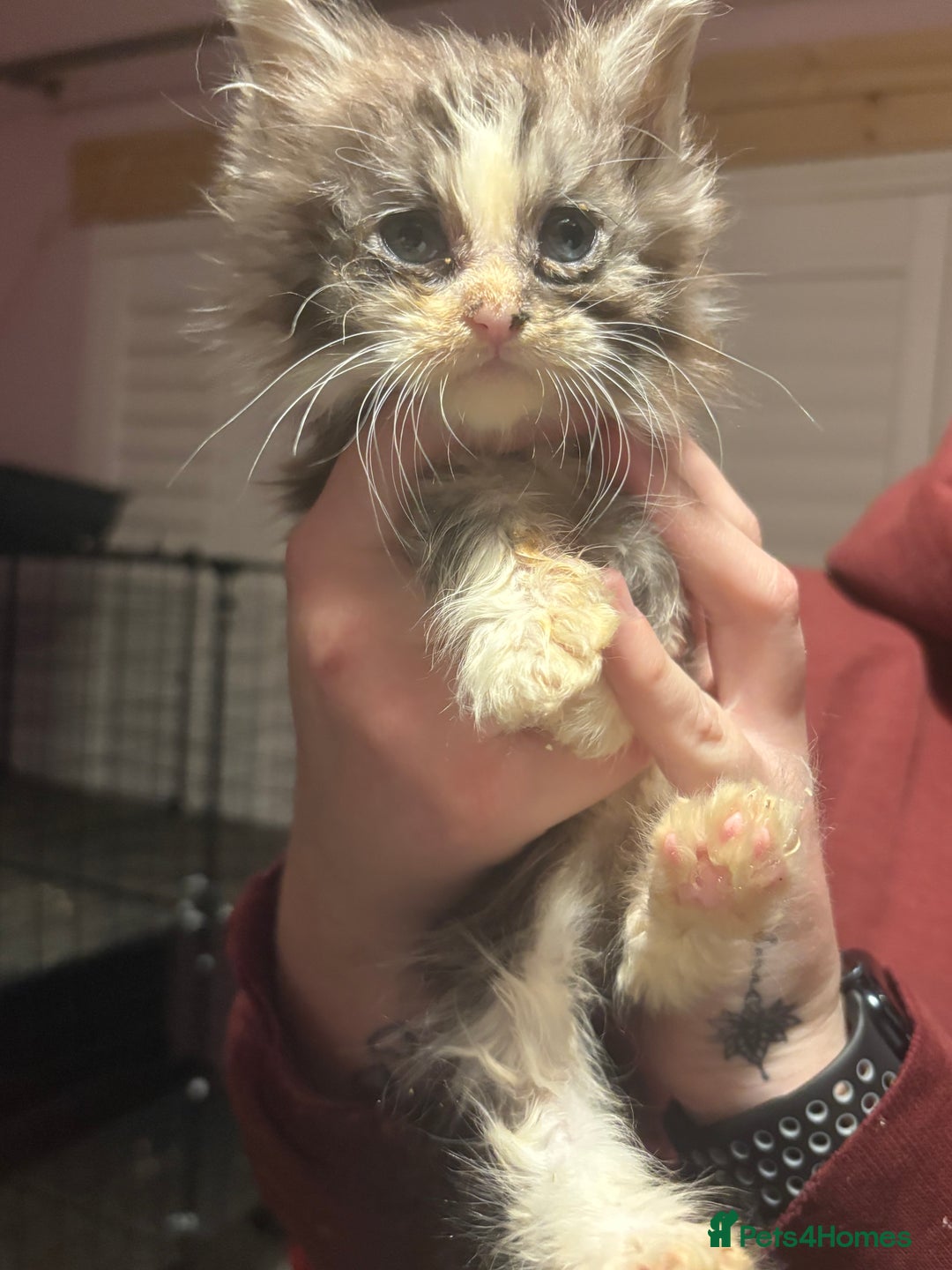 Maine Coon cats for sale: 2 beautiful Maine coon kittens  - Advert 7