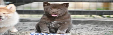 Chocolate female 5