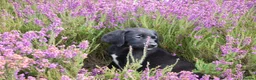 Springador dogs for sale: F1 springadors .  in Thirsk - Advert 9