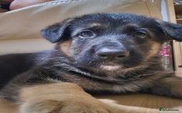 German Shepherd dogs for sale: Last German Shepherd girl remaining  - Image 5