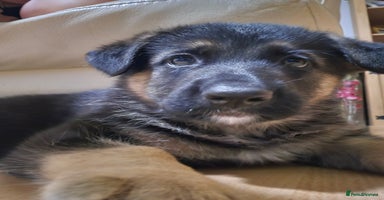 German Shepherd dogs - Advert 1
