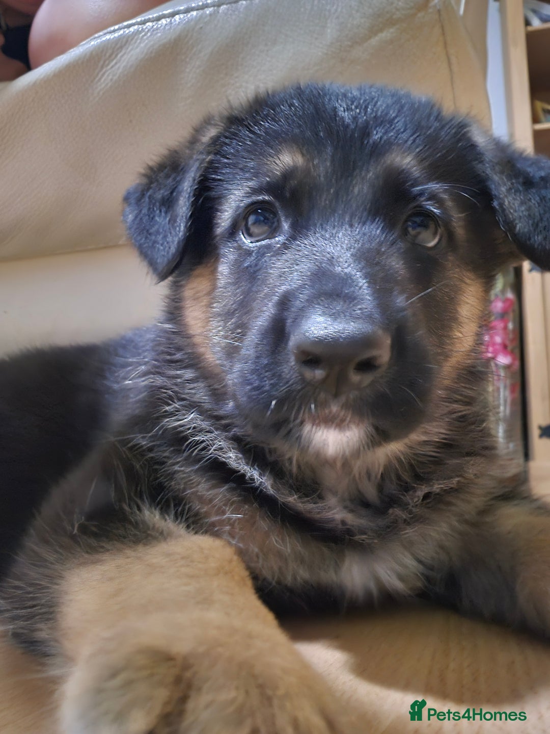 German Shepherd dogs for sale: Last German Shepherd girl remaining  - Image 5