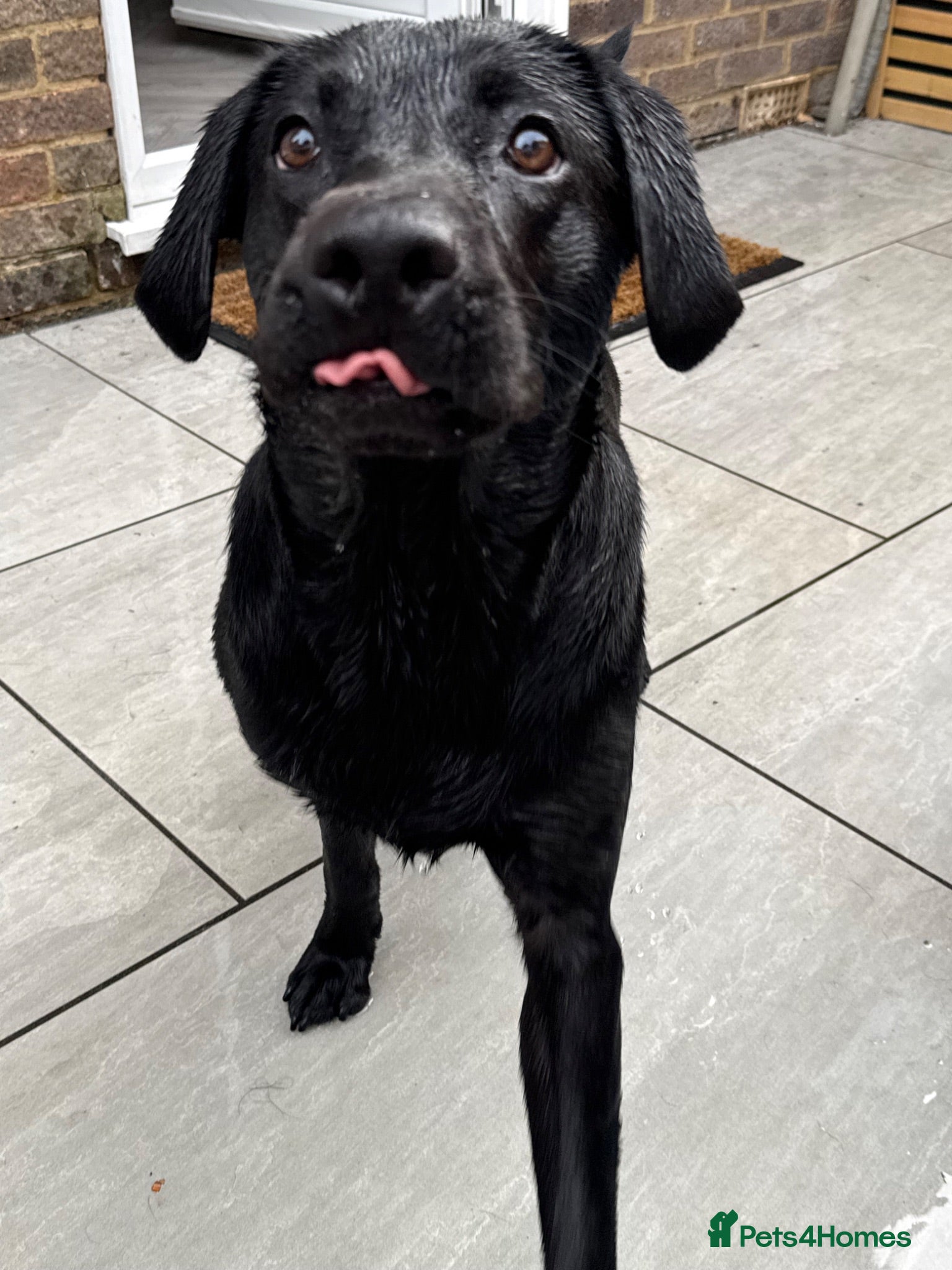 Labrador Retriever dogs Labrador stud - Advert 1