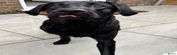 Labrador Retriever dogs for stud: Labrador stud - Advert 1