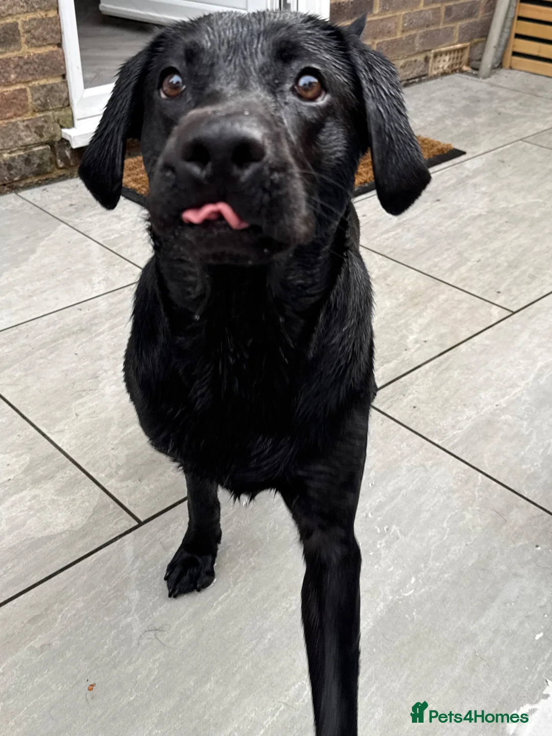 Labrador Retriever dogs for stud: Labrador stud - Advert 1