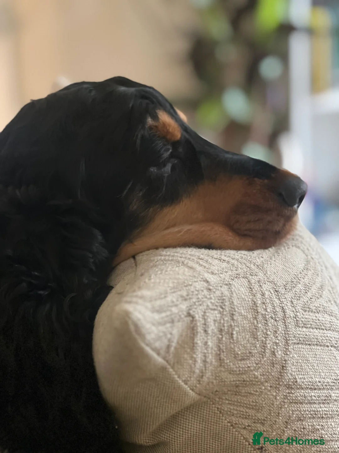 Cocker Spaniel dogs for sale: Beautiful Boy looking for forever home - Advert 2