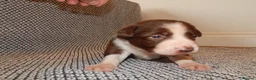 Border Collie dogs for sale: Full Breed Border Collie Puppies in Congleton - Advert 11