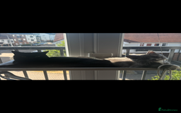 Ragdoll cats for sale: 1 ragdoll kitten & 1 black short hair  - Advert 3