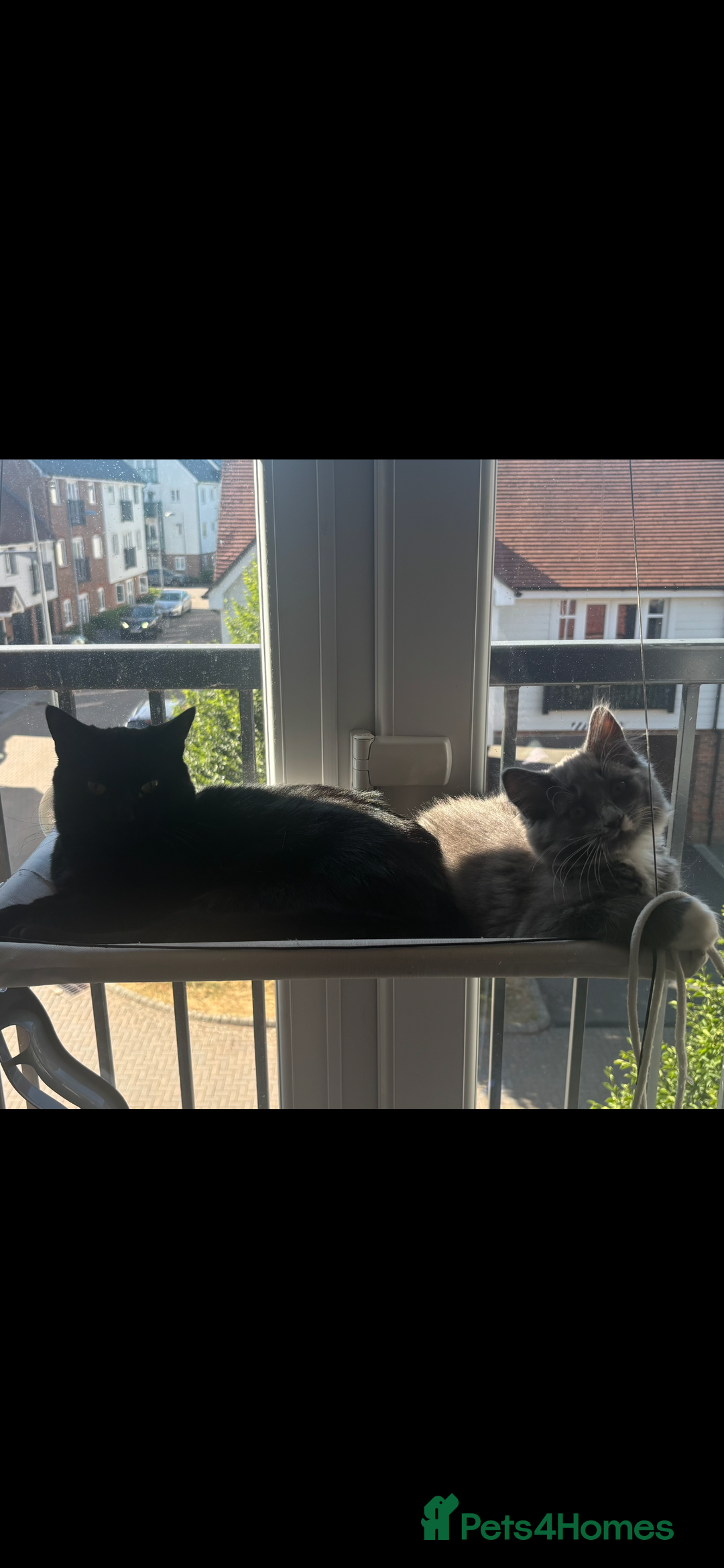 Ragdoll cats for sale: 1 ragdoll kitten & 1 black short hair  - Advert 3