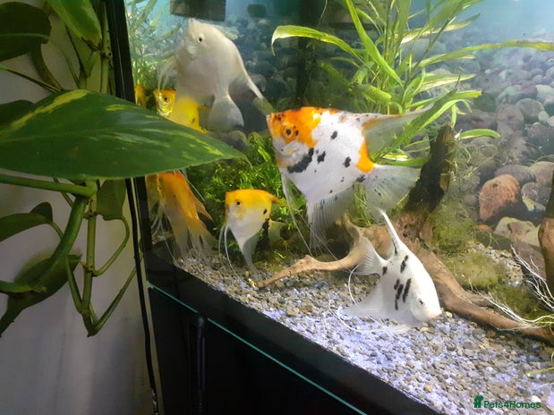Angelfish fish - Advert 3