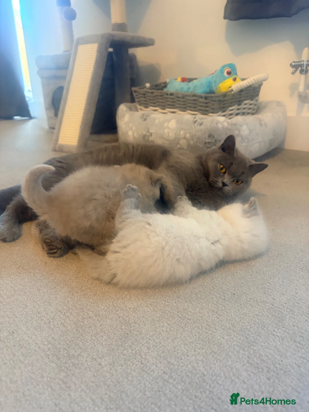 British Shorthair cats for sale: 💙2 gorgeous boys available 💙 - Advert 10