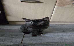 Maine Coon cats for sale: Amazing tortie Mainecoons - Image 35